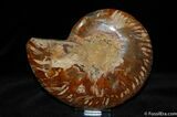 Single Cleoniceras Ammonite #365-1